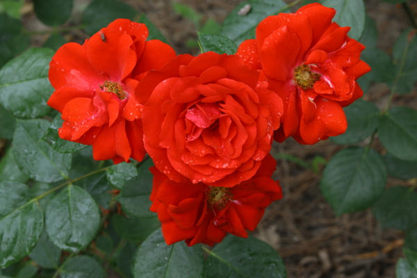 月季花