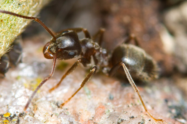 蚂蚁图片