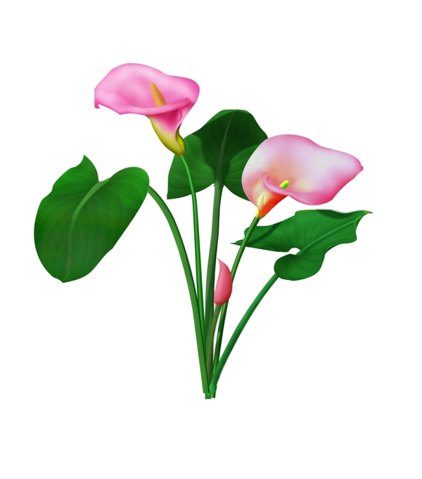 馬蹄蓮花PSD分層文件