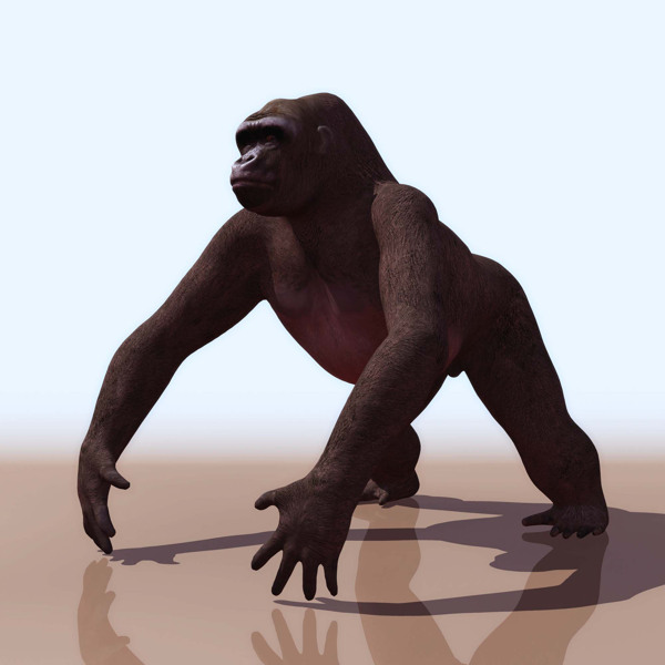 3D模型图库动物类大猩猩图片