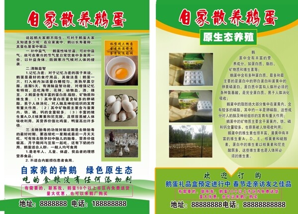 鹅蛋宣传单