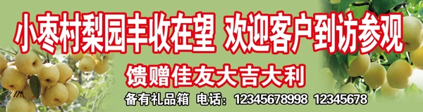 梨圖片