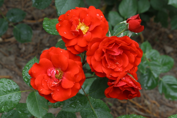 月季花