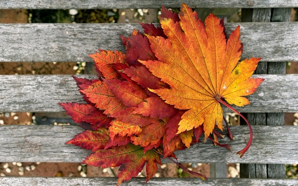 紅色金黃色的楓葉