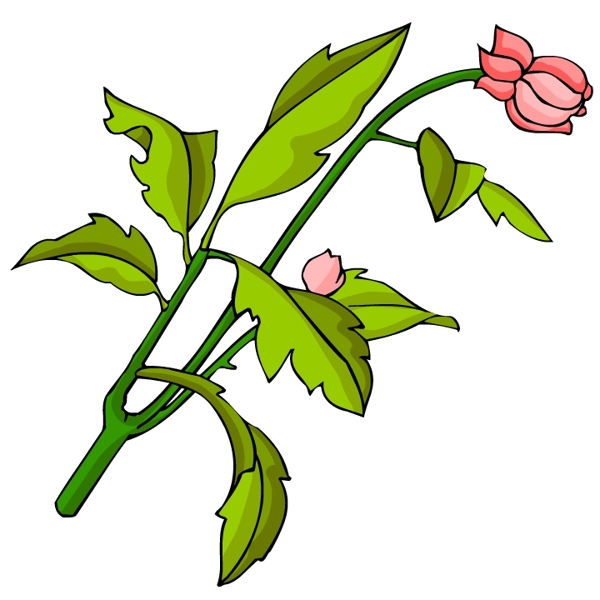 花卉古典插畫