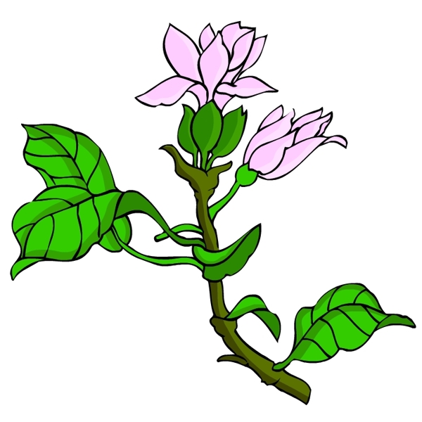 花卉古典插畫