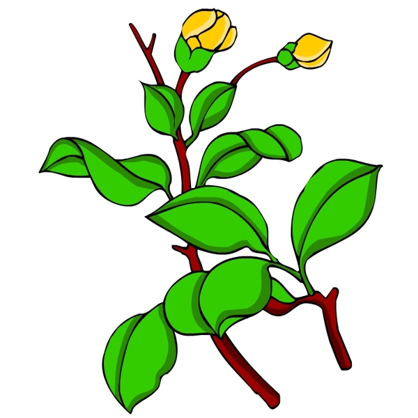 花卉古典插畫