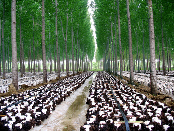 杨树林下木耳养殖图片