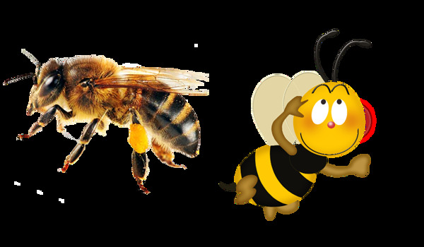 蜜蜂广告图片免抠png透明图层素材