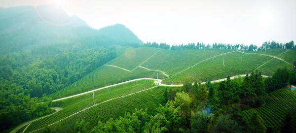 茶山