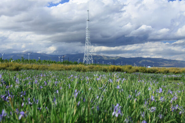 高原的春天图片