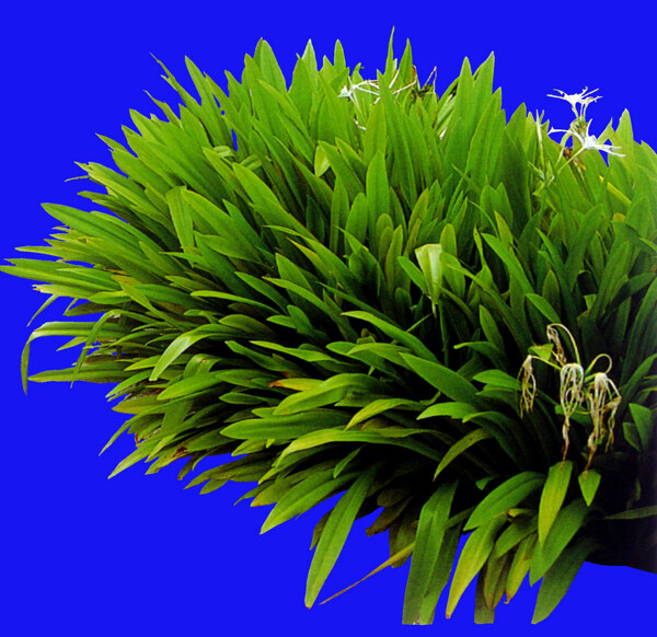 花草花壇花帶冠木球028植物花卉素材