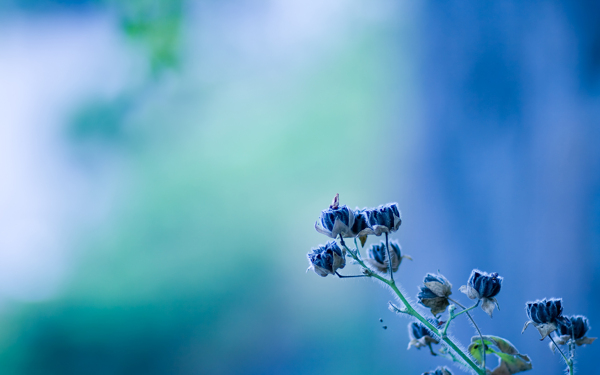 位圖植物花朵寫實(shí)花卉小野花免費(fèi)素材