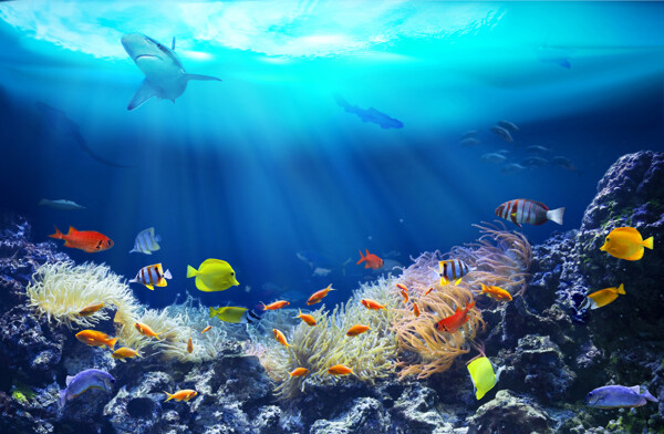 海洋海底生物背景海报素材图片