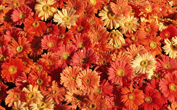菊花背景JPG
