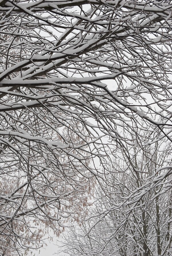 樹木上的白雪