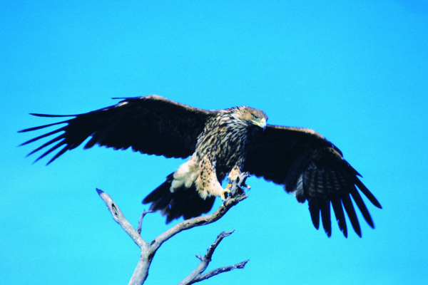 苍鹰图片沙漠展翅飞翔的苍鹰高清图片下载
