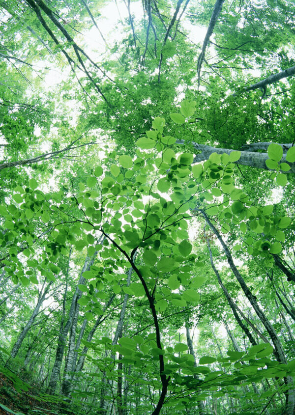 树林图片森林树木图片083