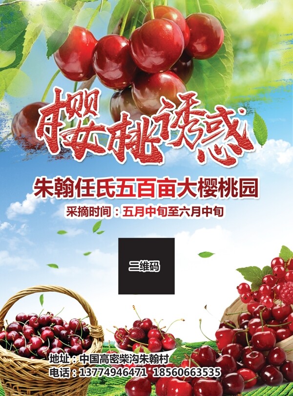 櫻桃采摘單頁