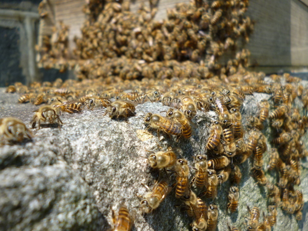 蜜蜂群图片