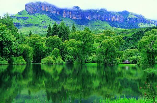 樹植物水風(fēng)景
