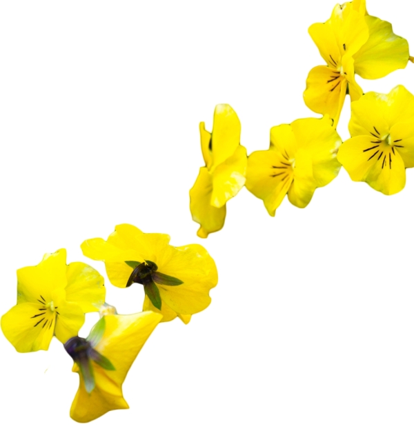 一朵朵绚丽黄色小花