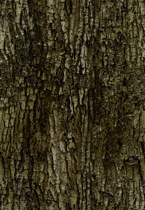 Tree樹(shù)08