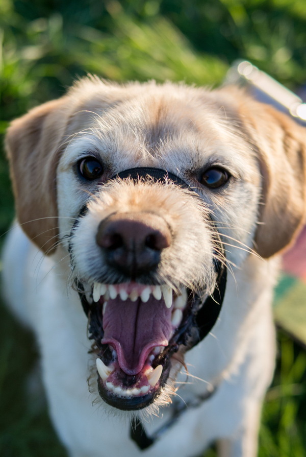 純種拉布拉多犬圖片