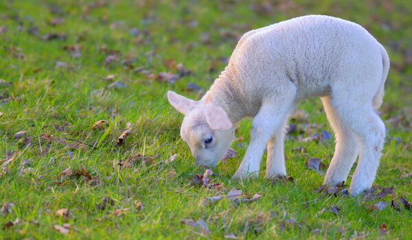 正在吃草的羊羔图片