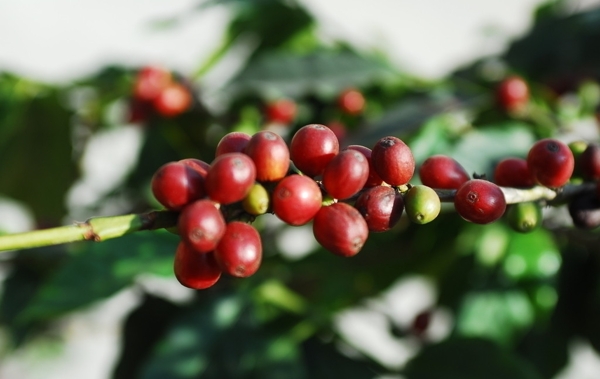 咖啡树果实图片