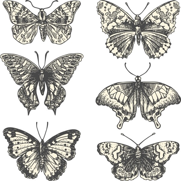蝴蝶标本黑白