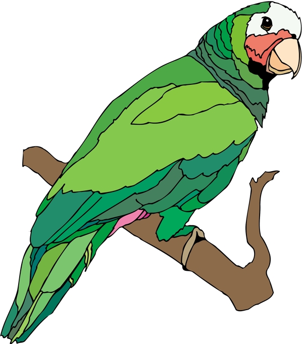 各種鳥類鳥動(dòng)物矢量素材EPS格式1223