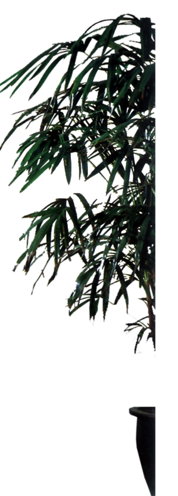 室內(nèi)植物001