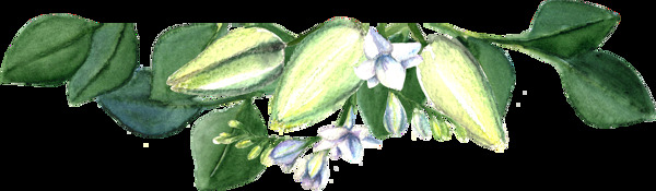 清新綠色植物透明素材