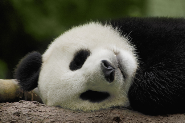 睡觉的熊猫图片图片