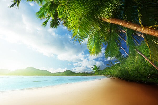 椰子树下的沙滩图片
