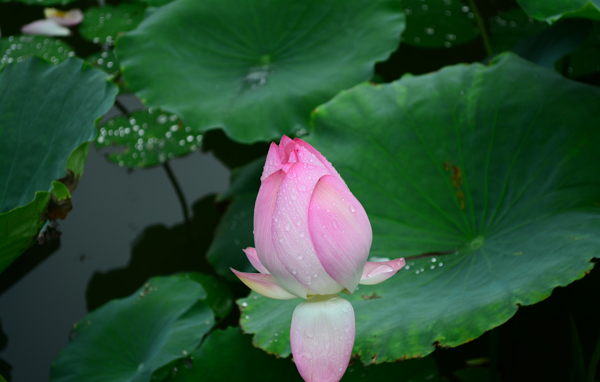 雨后荷花