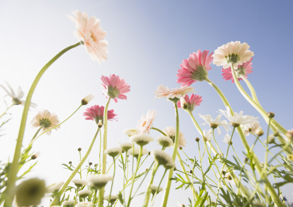 花朵里的藍(lán)天