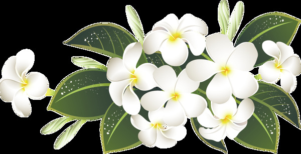 美丽淡雅的白色花束透明素材