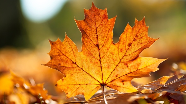 紅色金黃色的楓葉