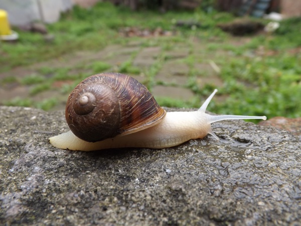 蝸牛