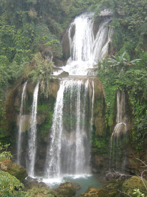 樹植物水風(fēng)景