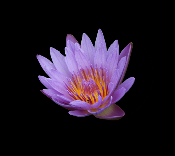 位圖植物花朵寫實(shí)花卉高清免費(fèi)素材