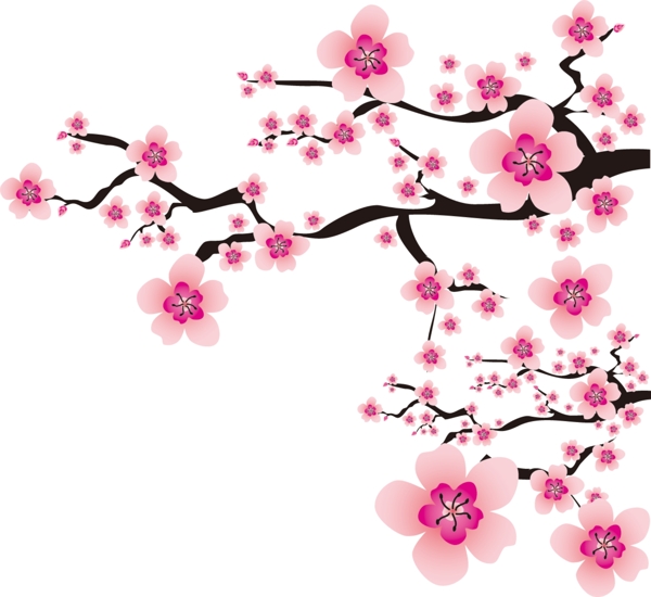 櫻花