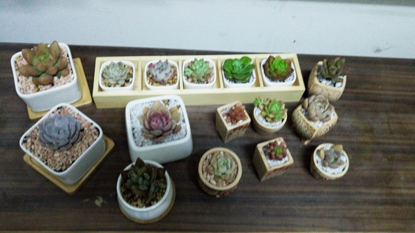 多肉