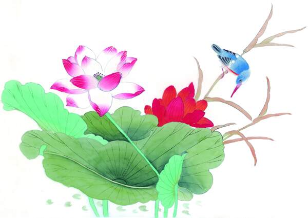 蓮花睥小鳥圖片