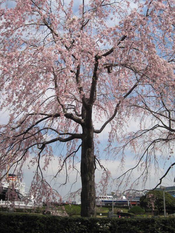 日本横滨港樱花满开