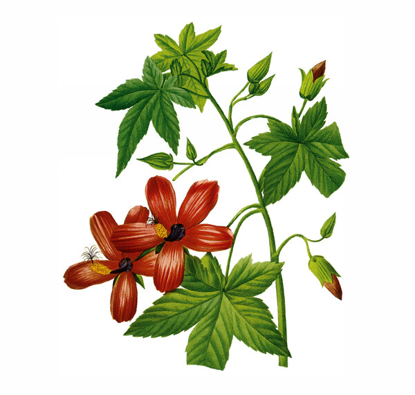 位圖植物圖案寫意花卉花朵免費素材