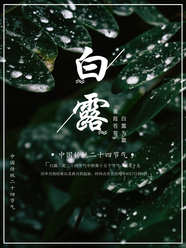 簡約清新白露二十四節(jié)氣海報
