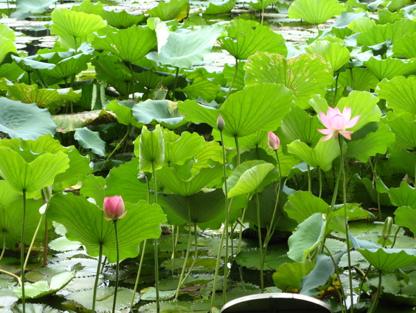 7月的荷花